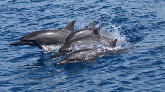 關島美人魚公主號出海行程 Alii Nui Dolphin Watching、Whale Watching