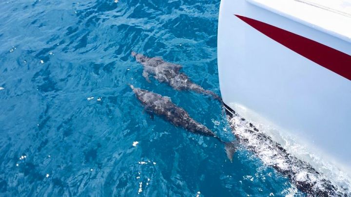搭乘遊艇出海追蹤海豚。