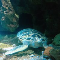 關島海底世界水族館